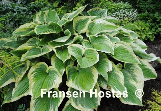 Hosta Victory